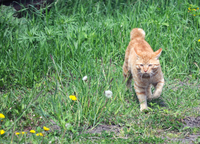 Пошел по делам...