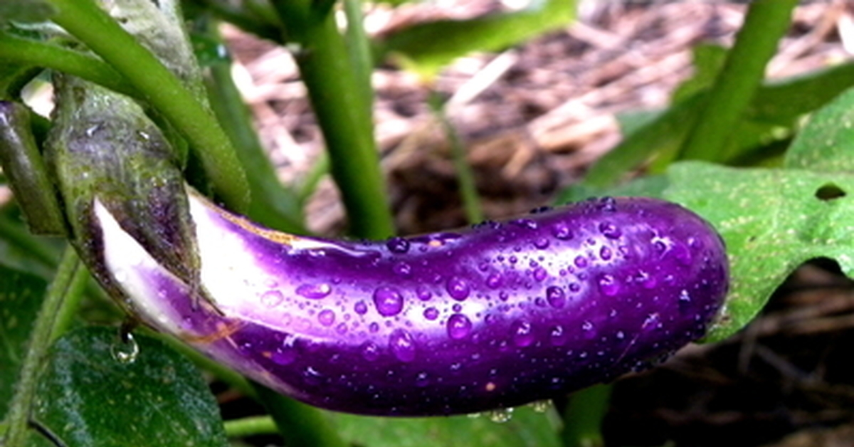 Eggplant Insertion