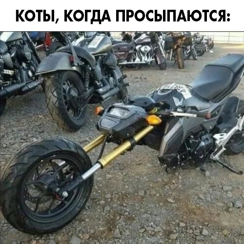 Коты потягиваются