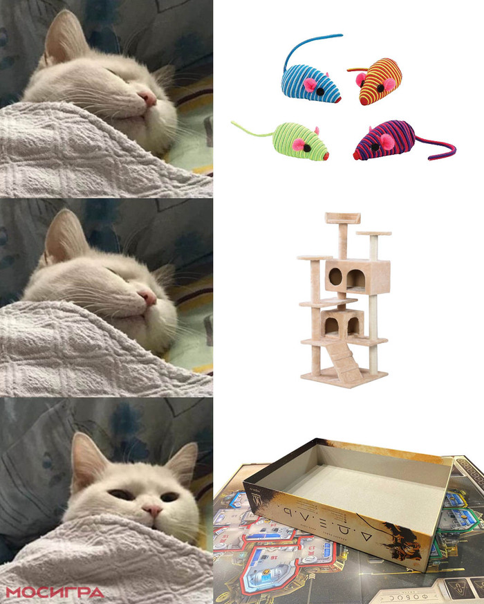 А ваш кот любит коробки от настолок?