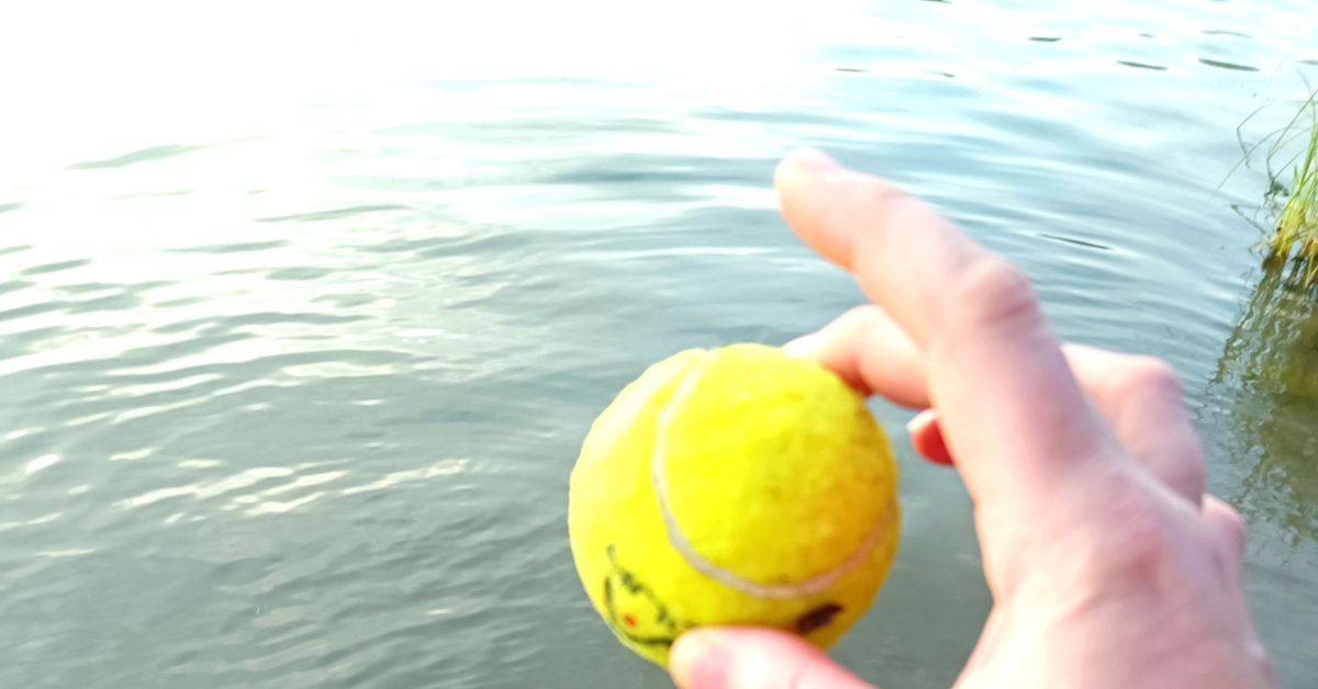 Простое собачье счастье | Пикабу