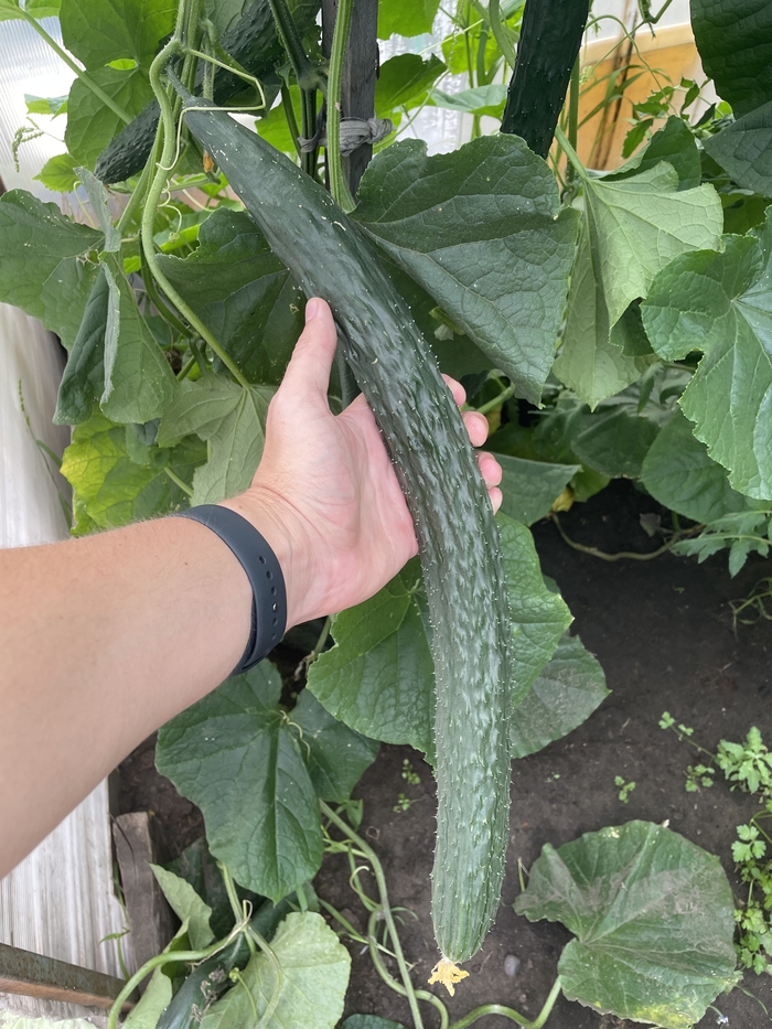 Огурец пикабушника