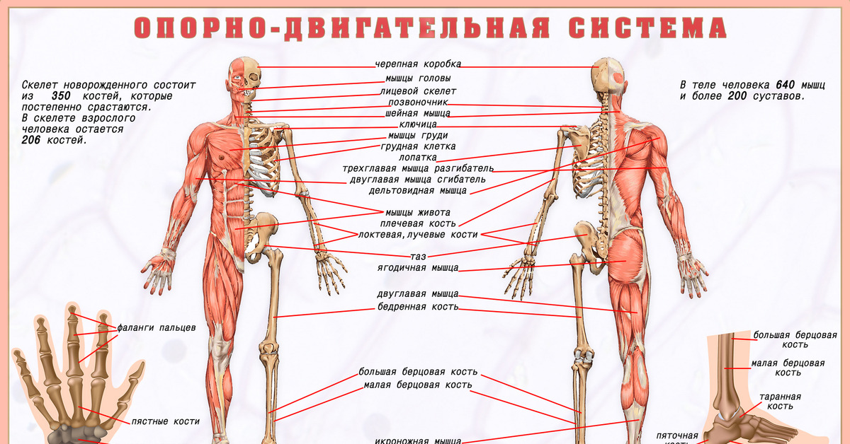 Кость мышца сустав. Опорно-двигательная система состоит из скелета и. Опорно двигательная система мышцы. Опорно двигательная система схема. Опорно двигательная система кости человека анатомия.