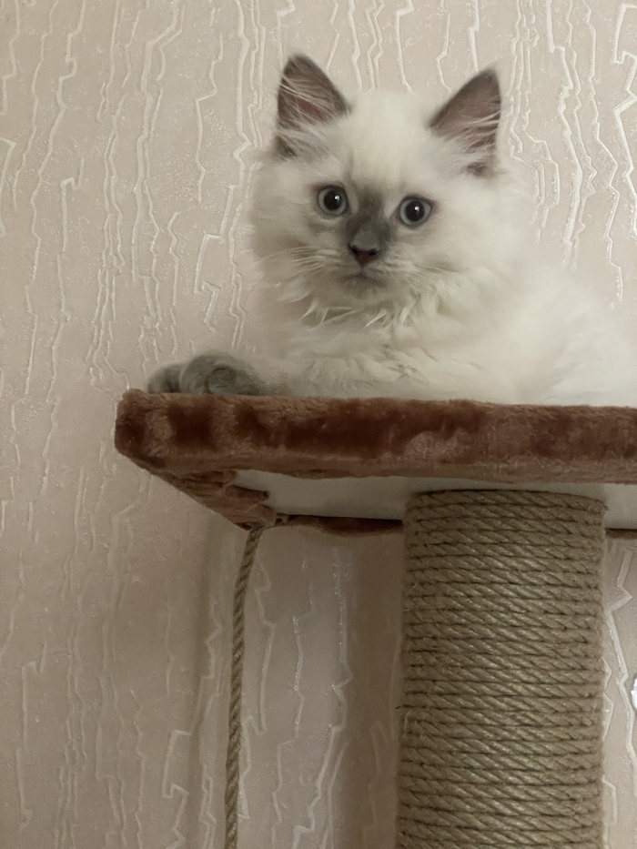 Новый член семьи