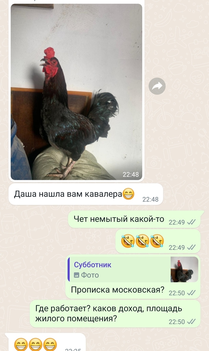 Ищу обладательницу петушары, для помолвки с курицей моей, Бычарой