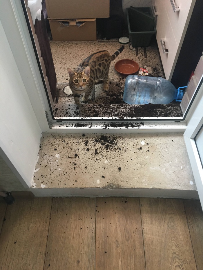 � � ���� �������