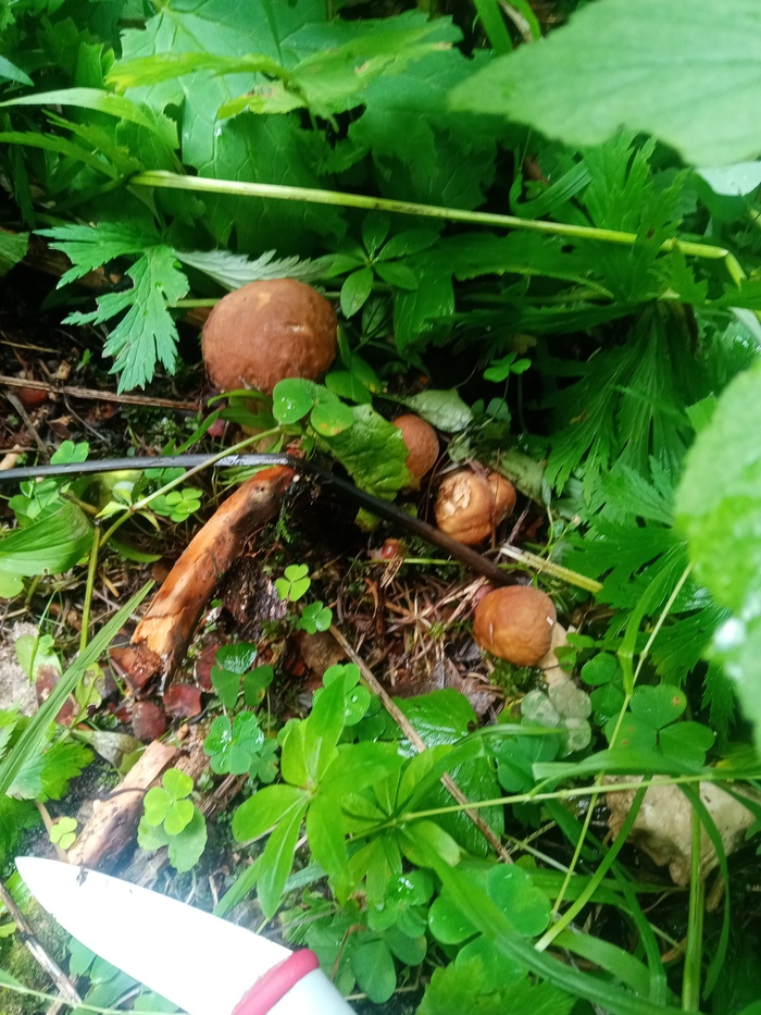 ������ ����?