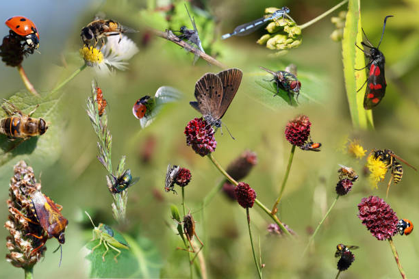 Ученые раскрыли секрет непорочного зачатия у насекомых