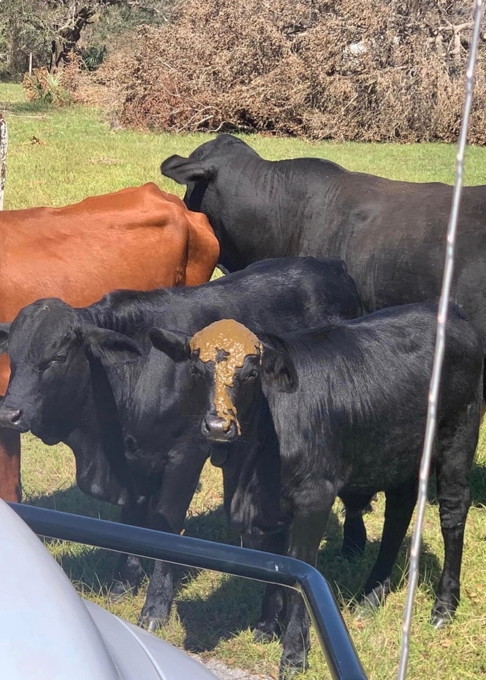 Моё почтение Рыцарям свежего