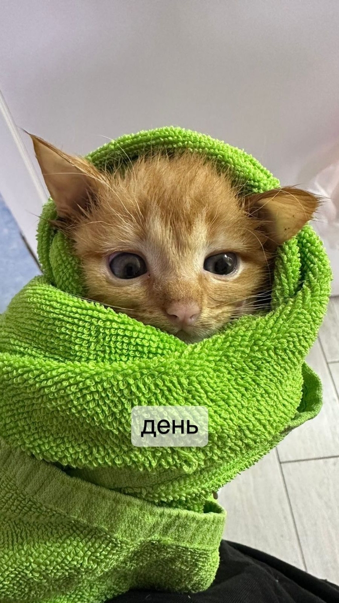 Трое из ларца, только разные с лица… В добрые руки, Помощь животным, Без рейтинга, Москва, Московская область, Кот, Котята, Рыжие, Бездомные животные, Домашние животные, Дом, Лето, Ветеринария, Длиннопост