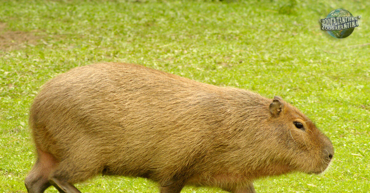 Капибара | Пикабу