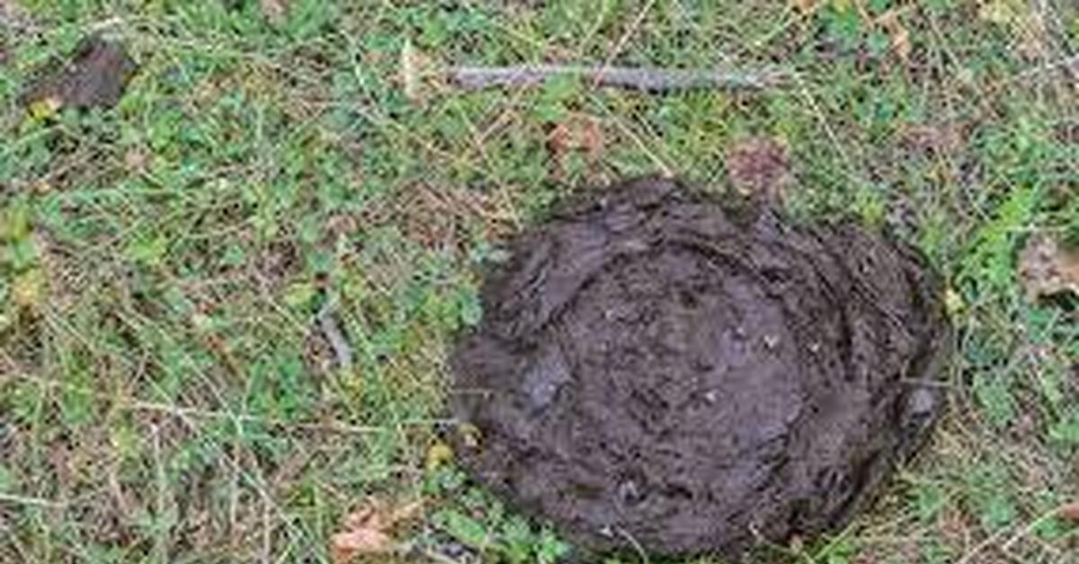 Засохшая коровья лепешка. Конский навоз. Какашка коровы. Какашка коровы. Какашка коровы.