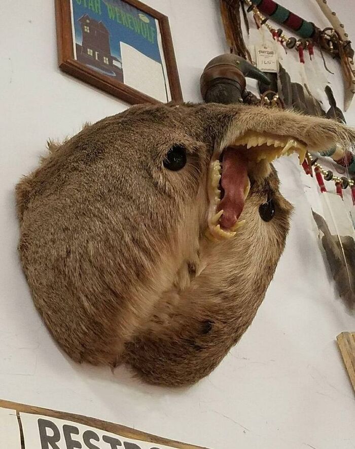 Угадайте зверя по фото!!!