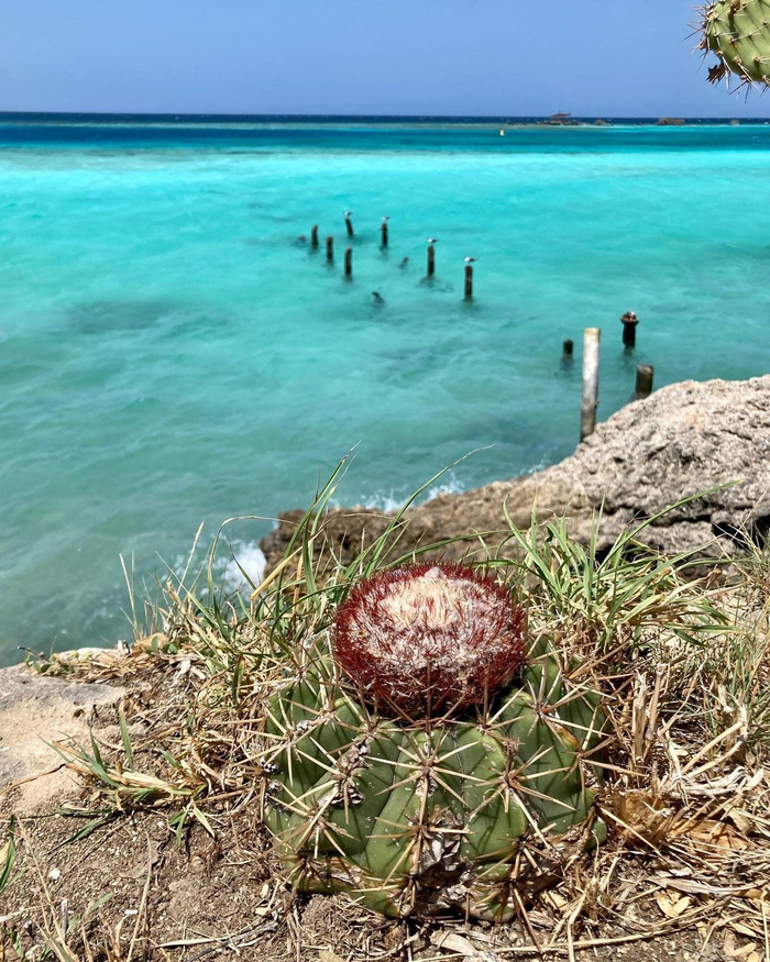 Кактусы и суккуленты на воле | Пикабу