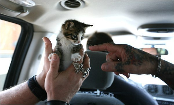 Байкеры Цивилизация, Мир, Котята, Длиннопост, Собака