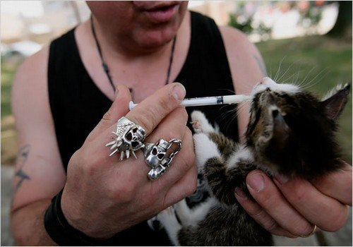 Байкеры Цивилизация, Мир, Котята, Длиннопост, Собака