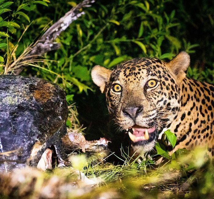 Застигнут врасплох