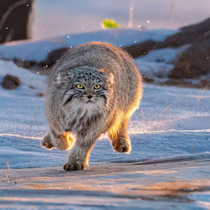 От зелёного