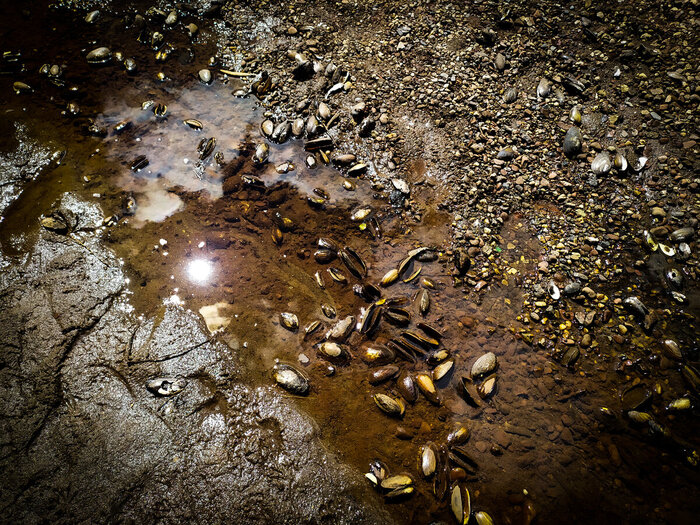 Пресноводные мидии: Съедобные ли они? Мидии, Рыбалка, Ракушки, Истории из жизни, Длиннопост