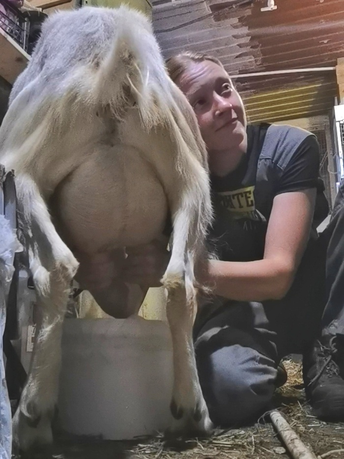 Дою пока доится