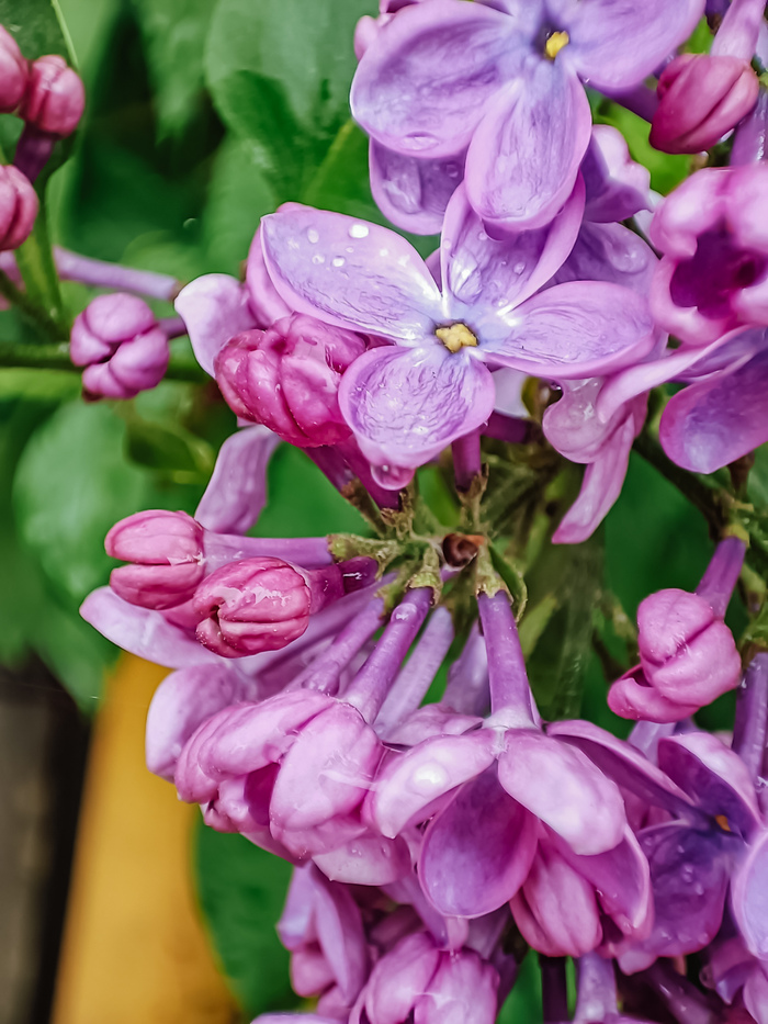 После дождя