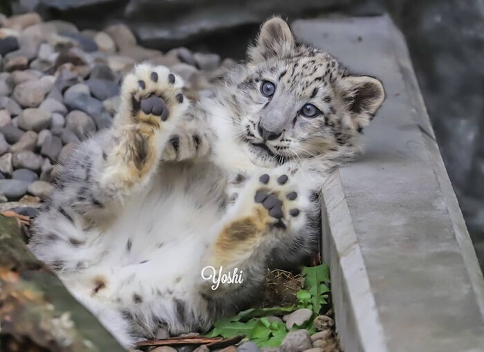 Бархатные пяточки :3