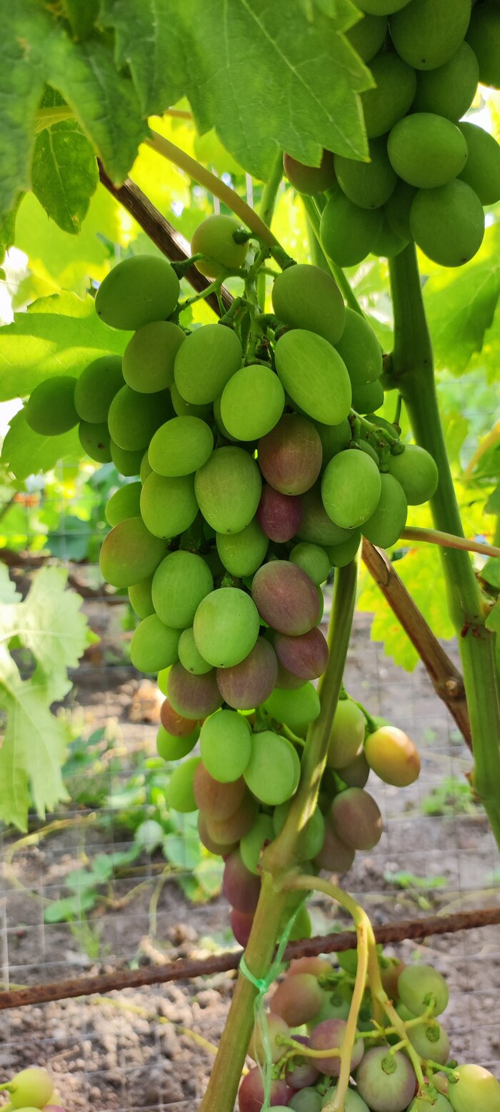 Уход за виноградом: ожоги и состояние созревания на начало августа Виноград, Виноградник, Длиннопост, Уход, Мобильная фотография