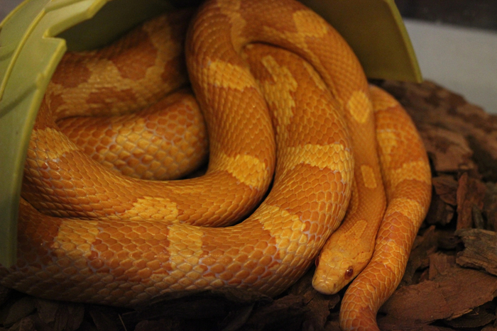 У змей нет барабанных перепонок, поэтому они очень плохо слышат – эти рептилии воспринимают звуки через колебания воды или земли