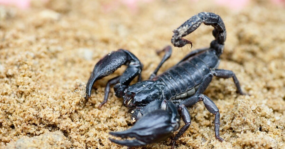 Дружба скорпиона и скорпиона девушки. Астраханский Скорпион. Императорский Скорпион синий. Голубой Императорский Скорпион. Heterometrus swammerdami Скорпион.