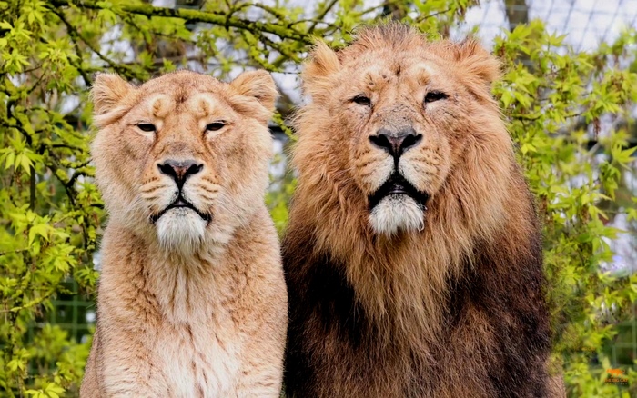 С днём льва!