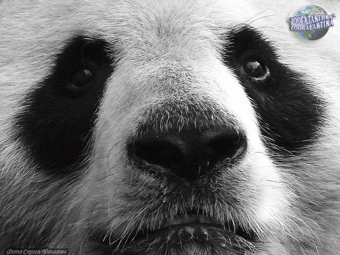 Панды отказываются от одного из детенышей, если у них рождаются близнецы