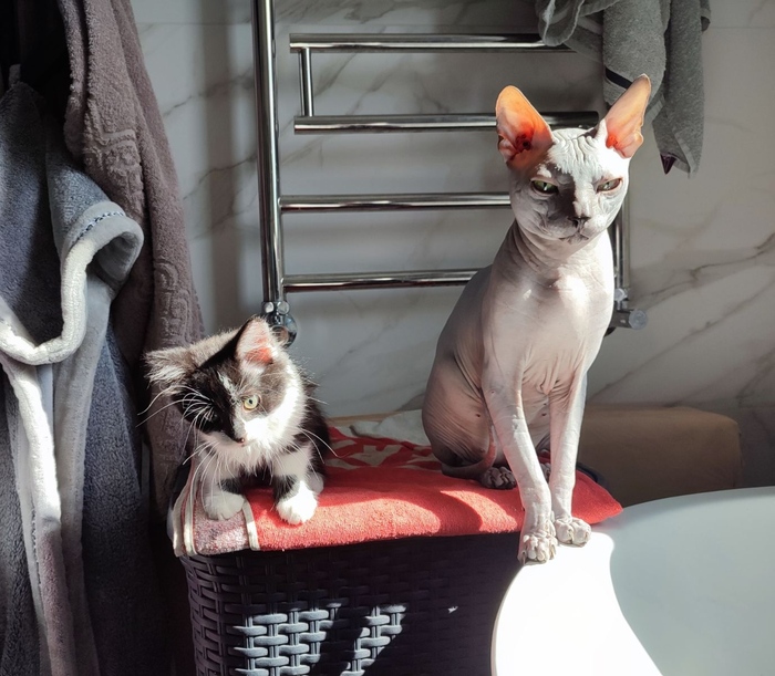 Анфиса и Рамсес