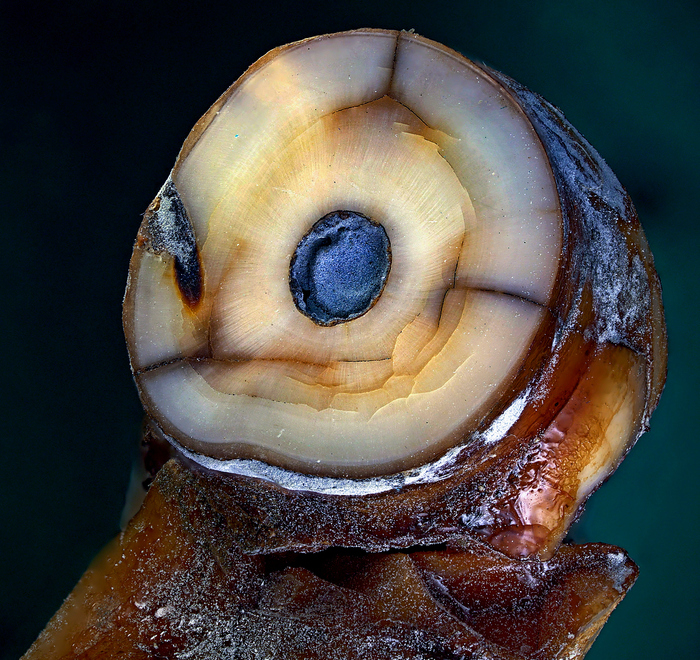 ���� ���� �������� ��������� ���� ( 30 000 ���)