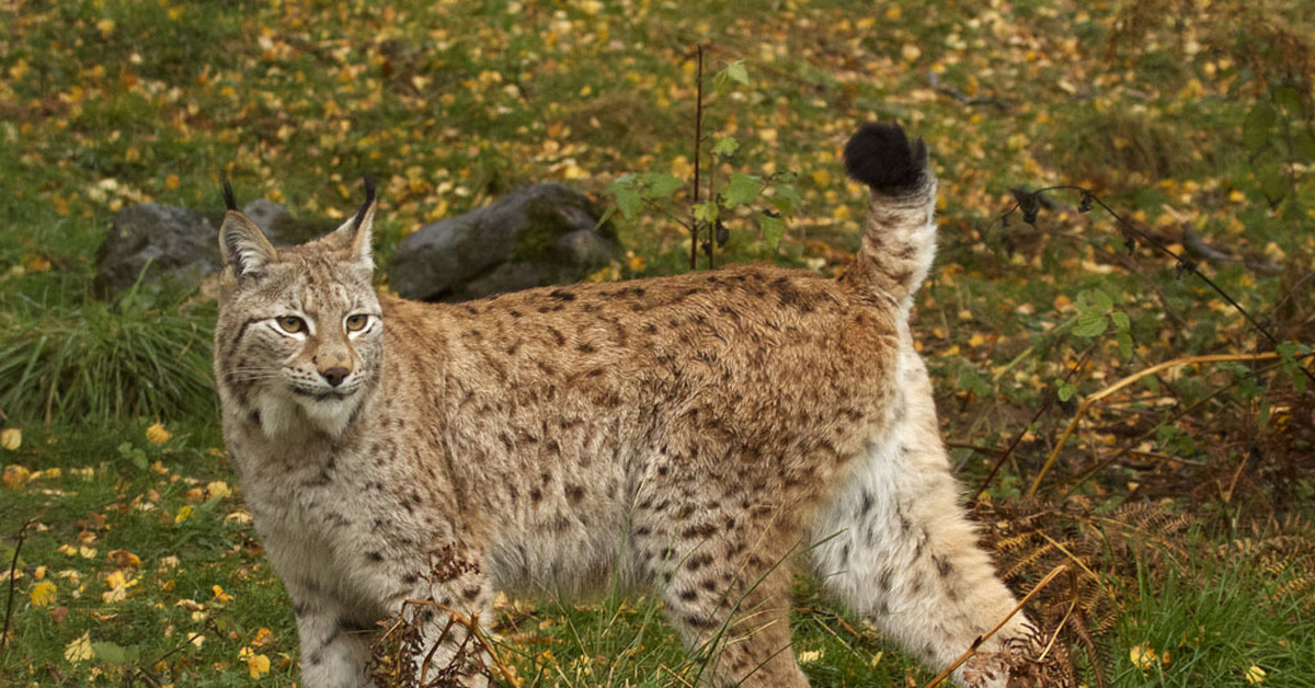 Сайт рысь. Обыкновенная Рысь Lynx Lynx. Балканская Рысь. Туркестанская Рысь. Сочинский национальный парк Рысь.