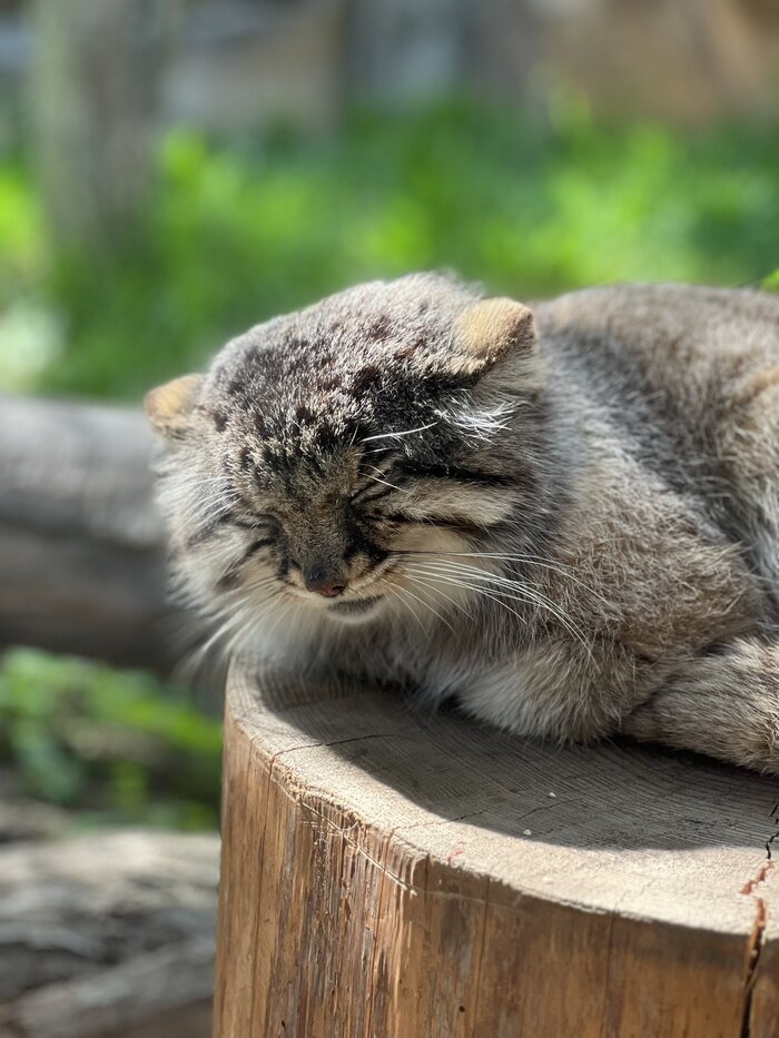 я не слышу будильник