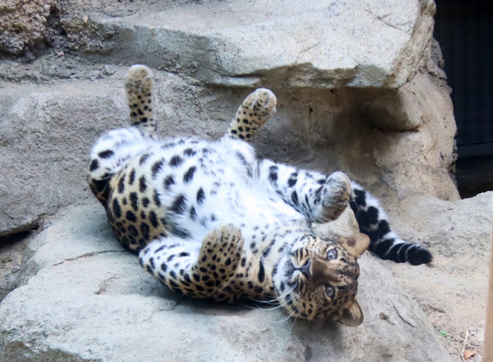 Почешешь пузико?