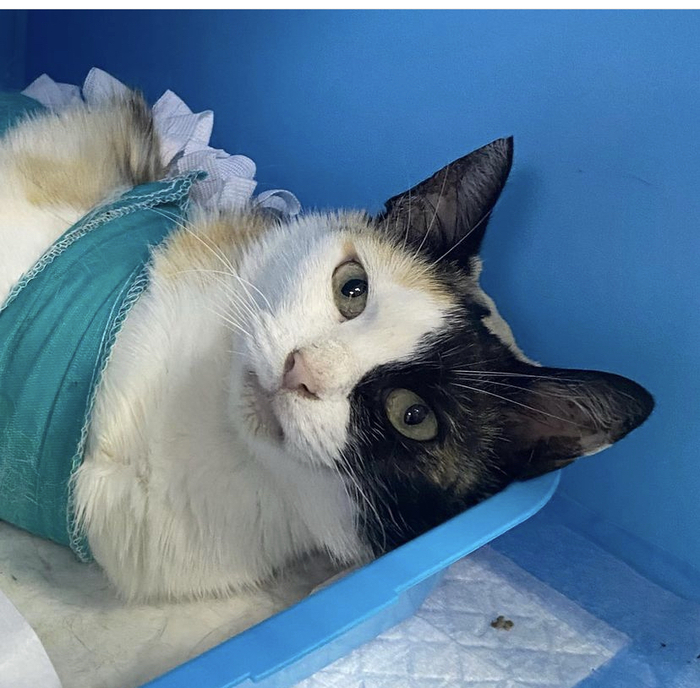 Дуняша. Хозяйка переехала и выкинула ее на улицу