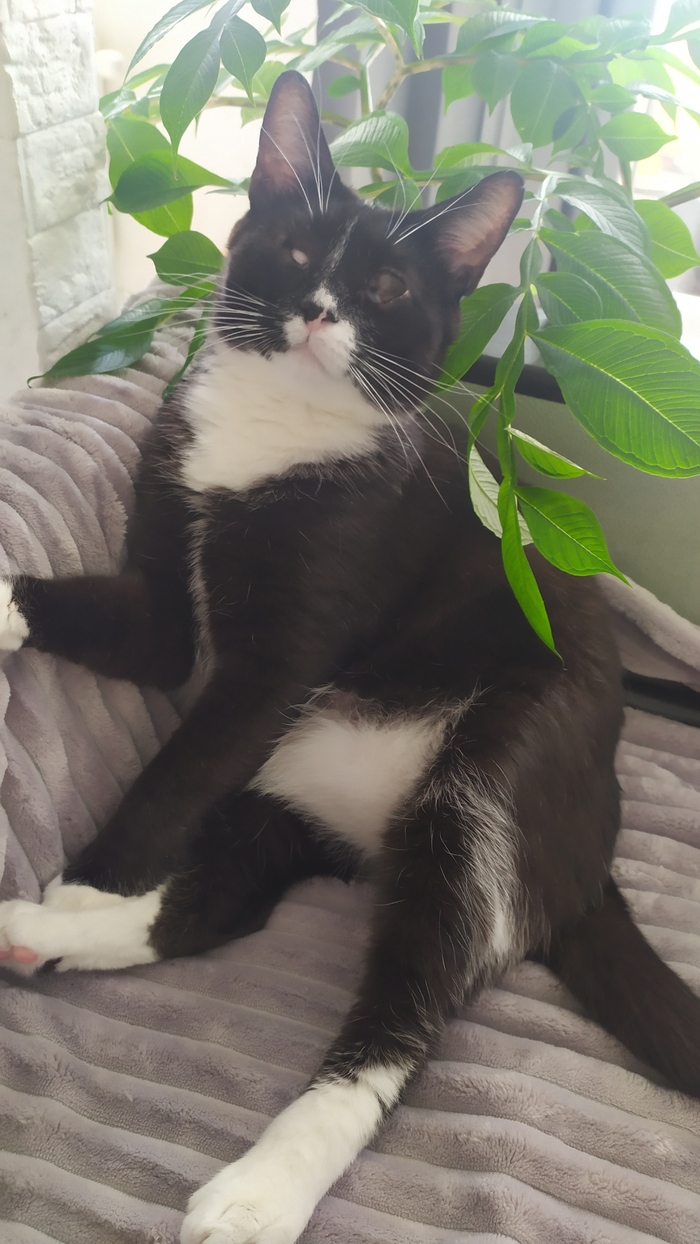 Жизнь особенного кота Дымка