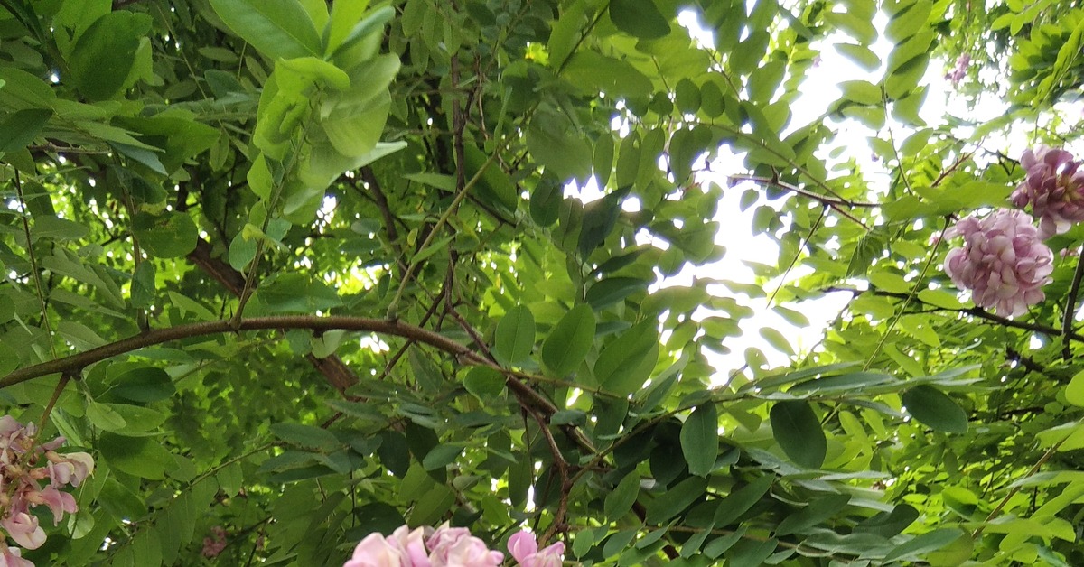 Розовая акация | Пикабу