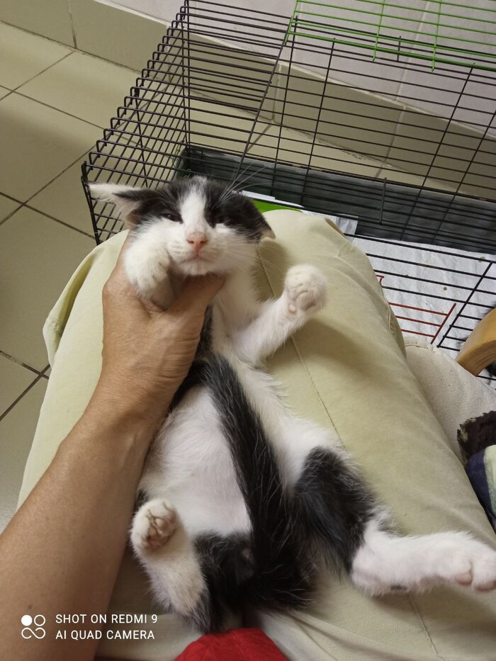 Вчера дети нашли на помойке двух котят и принесли в клинику | Пикабу