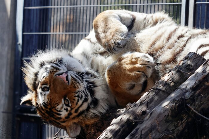 Греется на солнышке