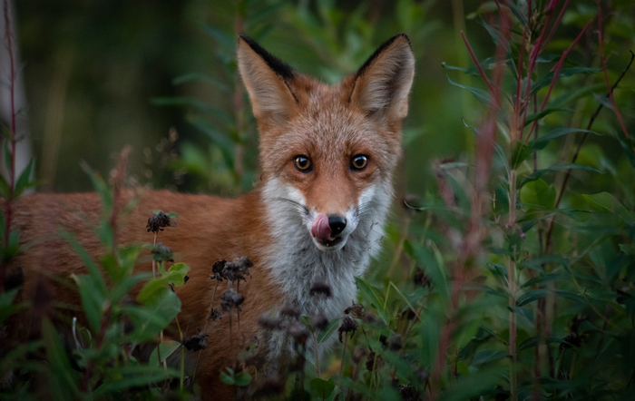 Вкусняшку дашь?