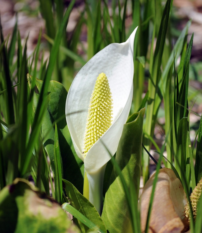 Початок в белом одеянии