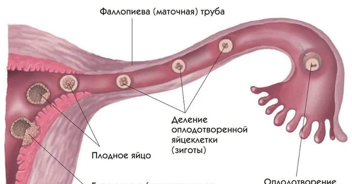 Где яйцеклетка