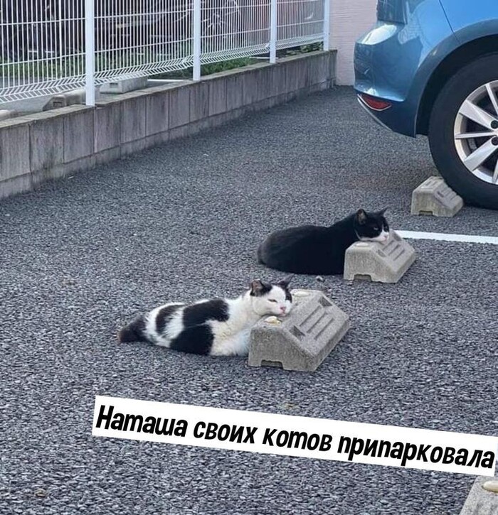    ,   , 