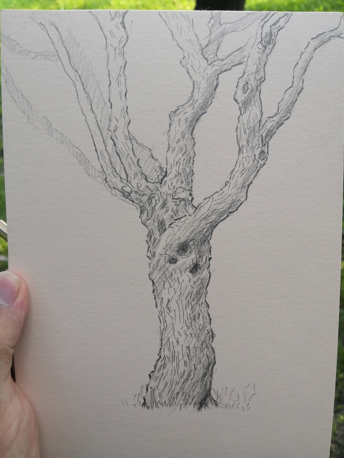 Дерева скетчик