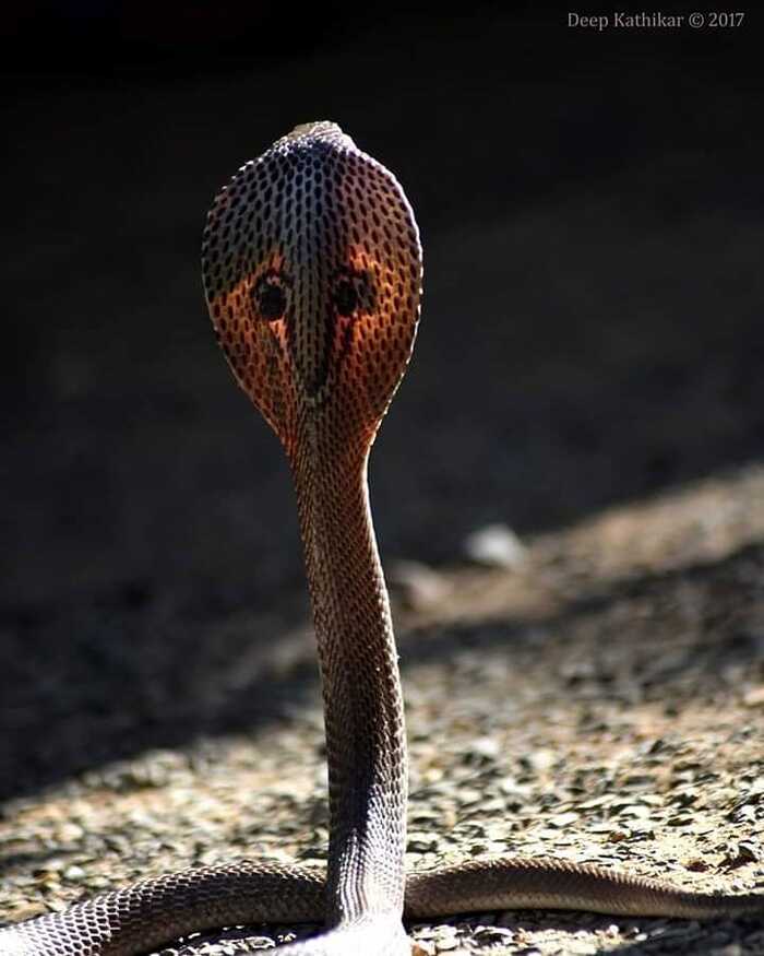 королевская кобра