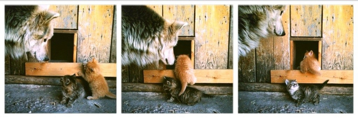 Настоящий друг