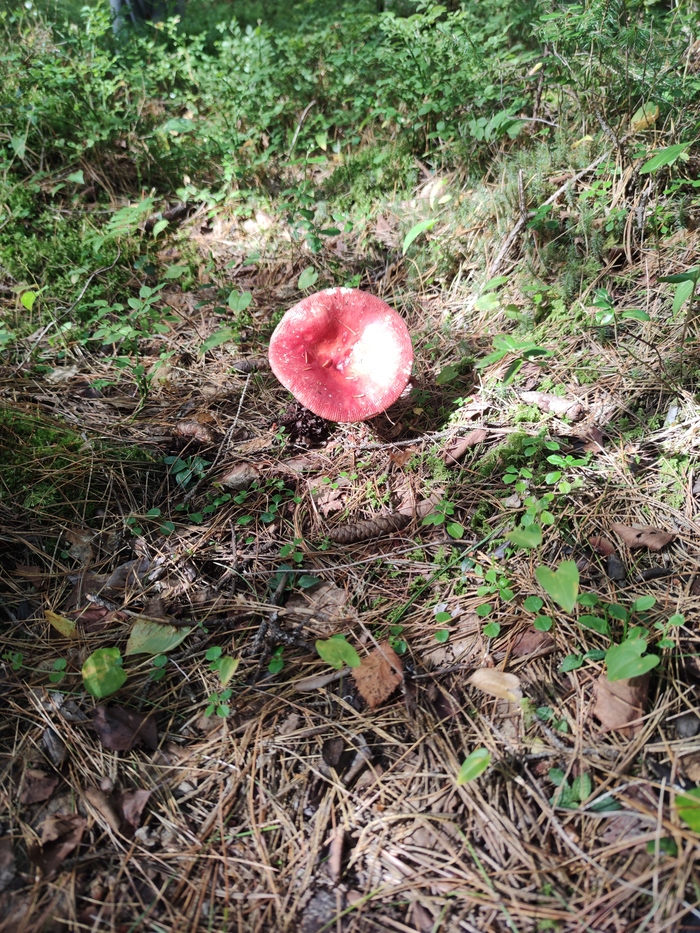Речка Мурино, окрестности Природа, Байкал, Грибы лисички, Видео, Вертикальное видео, Длиннопост