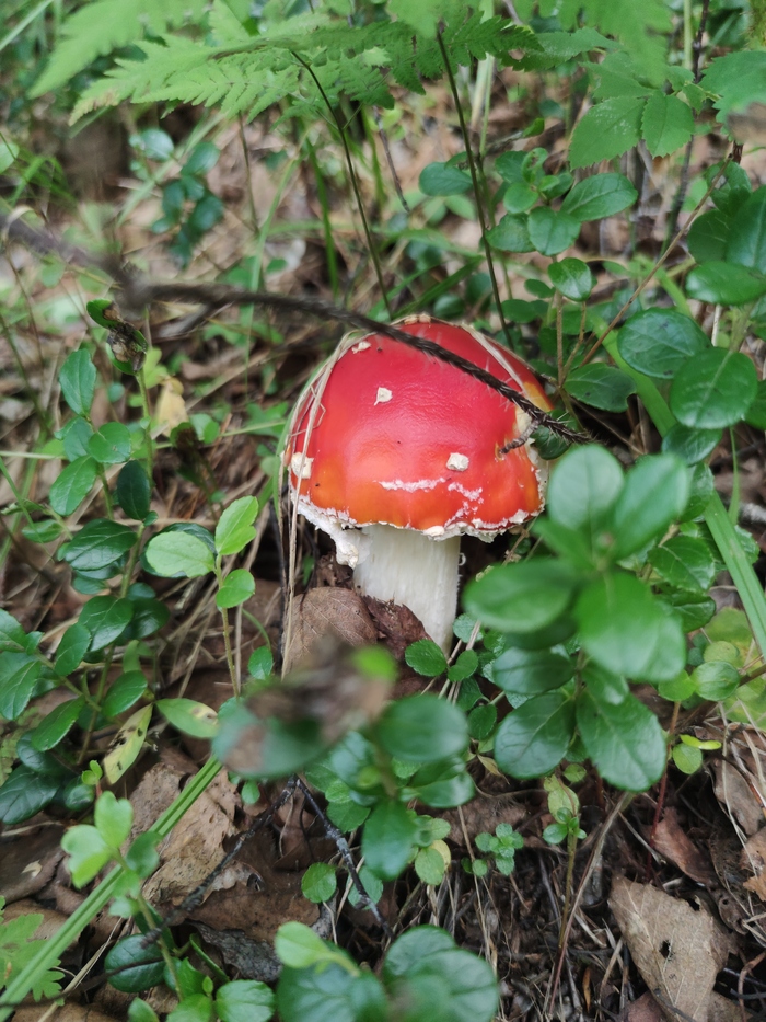 Речка Мурино, окрестности Природа, Байкал, Грибы лисички, Видео, Вертикальное видео, Длиннопост